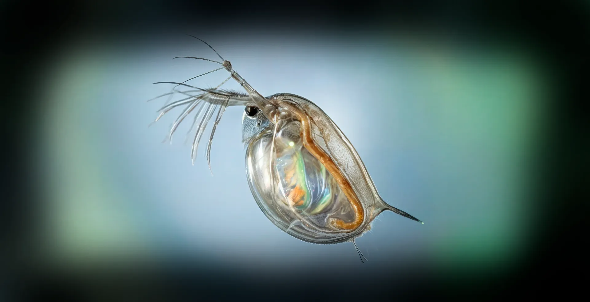 Imagem de fundo de Daphnia - Poytara
